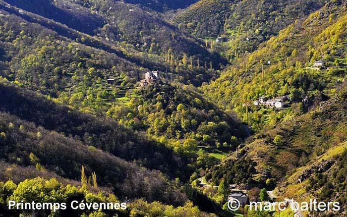 cevennes, printemps, vallee borgne,